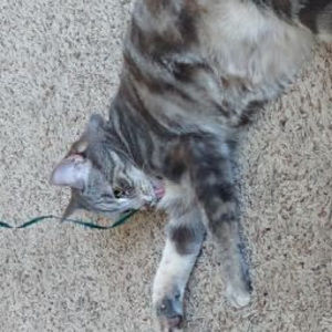 Meet your Posher, Robert